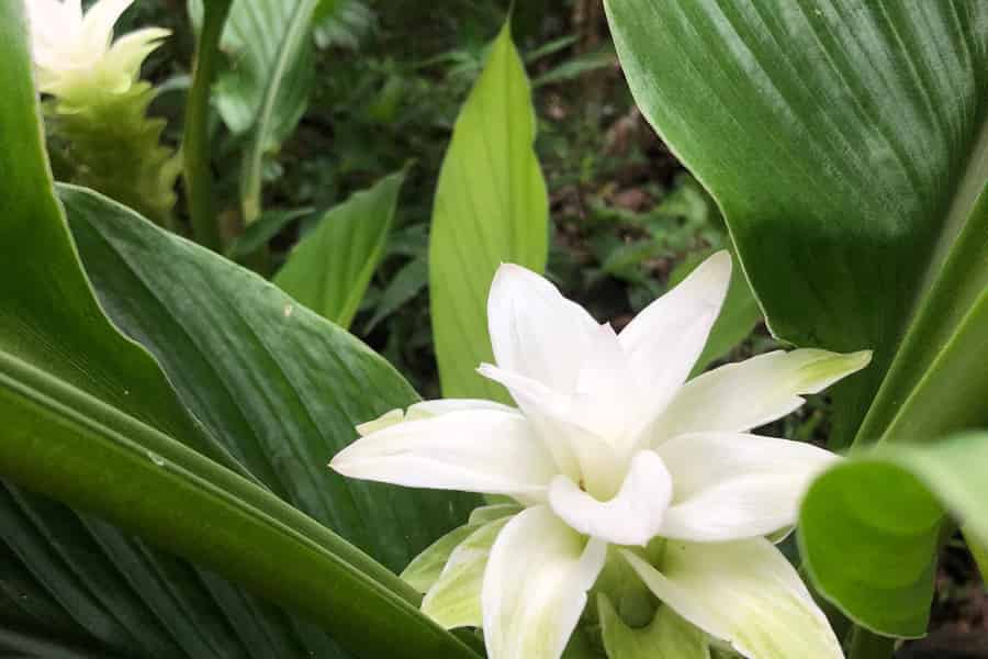 Kona Küste: Rooster Farms Kaffeeverkostung. Foto: GetYourGuide