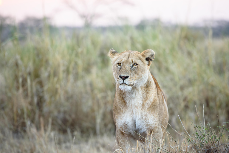 1 dag Tarangire National Park privat safari