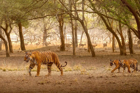 Delhi: Excursión de 3 días al Parque Nacional de Ranthambore con safari ...