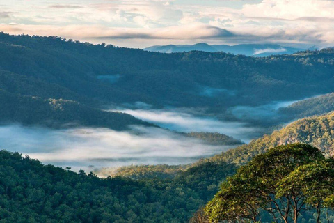 Gold Coast: Hop On Hop Off with Skywalk Rainforest Walk