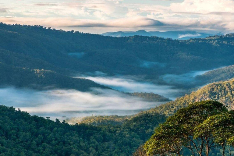 Gold Coast: Hop On Hop Off with Skywalk Rainforest Walk