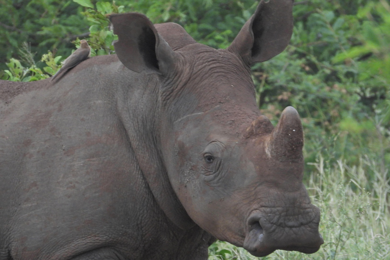Budget Kruger &amp; Panorama meerdaagse tour vanuit Johannesburg5-daagse budgetreis naar Kruger &amp; Panorama