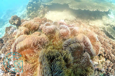 Experiência de dia inteiro de mergulho com snorkel saindo de BangkokDe Bangkok: Passeio de mergulho com snorkel na Baía de Samae Sarn com almoço