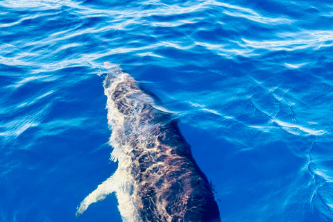 Check out the magic of sailing: a boat tour in Catania Discover the magic of sailing: a boat tour in Catania