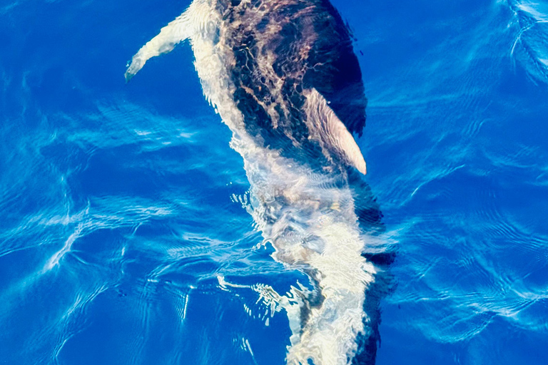 Check out the magic of sailing: a boat tour in Catania Discover the magic of sailing: a boat tour in Catania