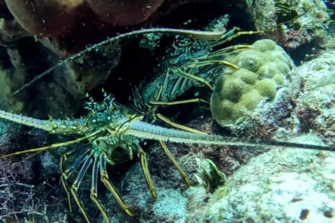 Privado: mergulho na Ilha Catalina com almoçoPrivado: Mergulho na Ilha Catalina com almoço