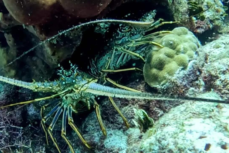 Privado: mergulho na Ilha Catalina com almoçoPrivado: Mergulho na Ilha Catalina com almoço