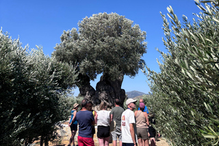 Eubée : visite de l'oliveraie du domaine Lilanto avec dégustation
