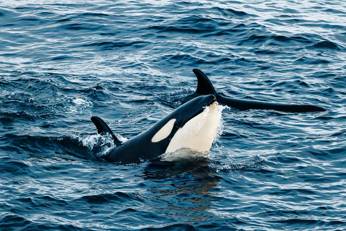 Tromsø: 24hr Northern Lights & Whale Watching Cruise