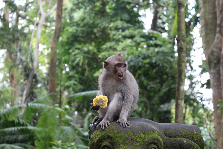 Ubud: Foresta di scimmie, terrazze di riso e cascateUbud: Foresta di scimmie, terrazza di riso e cascata
