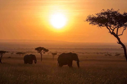 Excursão de 6 dias para gorilas e safari de vida selvagem