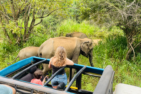 Safari dans le parc national de Minneriya en Golden Hours 4x4 Jeep