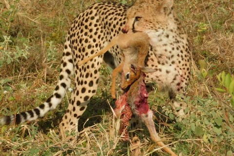 Arusha: 3-Day Serengeti & Ngorongoro - Group/Private safari 3-Day Serengeti & Ngorongoro - Private Camping safari