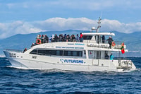 From Ponta Delgada, Whale and Dolphin Watching Trip - Housity