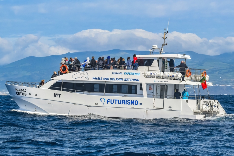 From Ponta Delgada: Whale and Dolphin Watching Trip Whale and Dolphin Watching Trip by Catamaran
