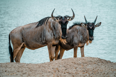 Safaris na Tanzânia e praia em Zanzibar