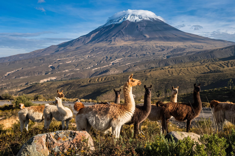 From Arequipa: Salinas Lagoon, Volcanoes, & Hot Springs Tour