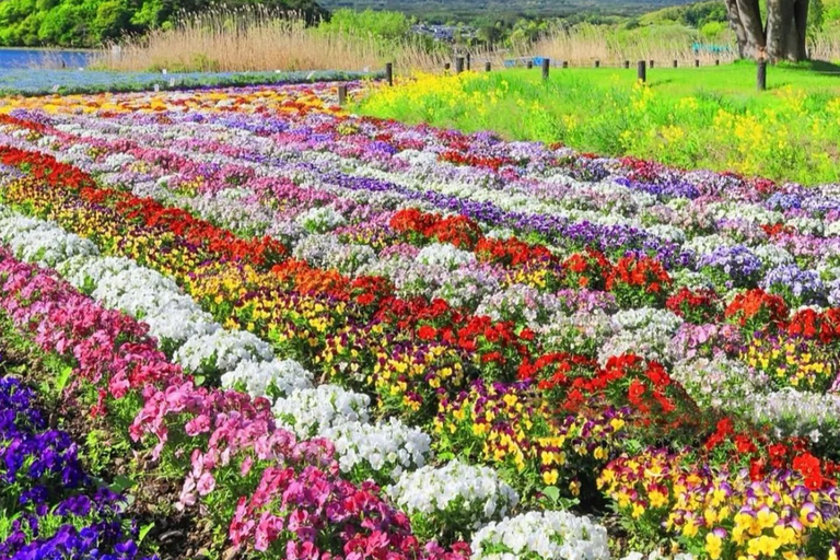 Tokyo: Mount Fuji Instagram Highlights Day Trip (6 Views) 08:00 | Meet at Shinjuku West Exit, SMBC