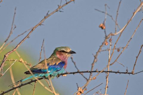 Campamento de safari de 3 días en el Parque Nacional Meru-Ikweta