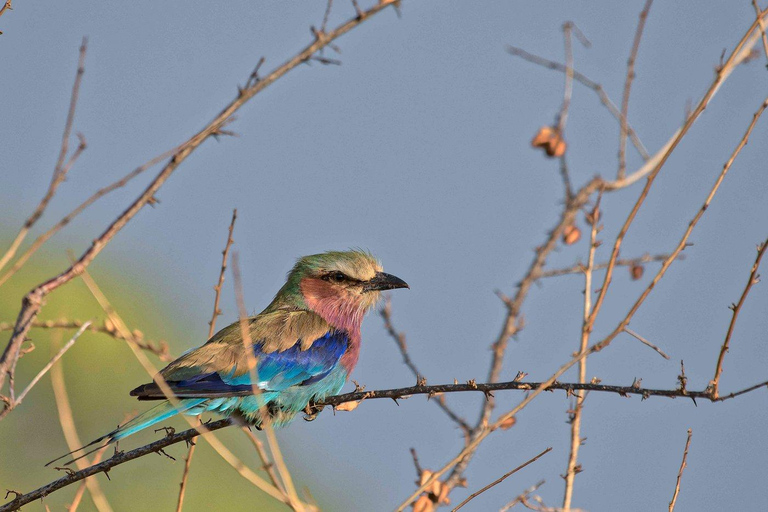 Campamento de safari de 3 días en el Parque Nacional Meru-Ikweta