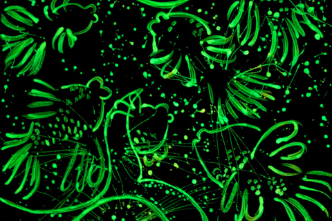 San José Art Expo Experience glow in the dark