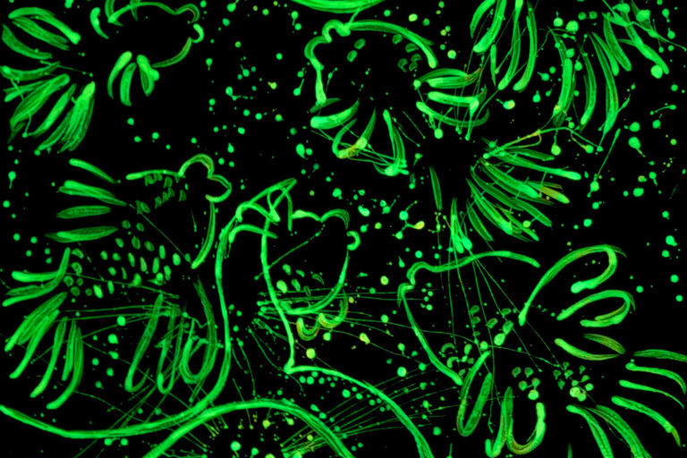 San José Art Expo Experience glow in the dark
