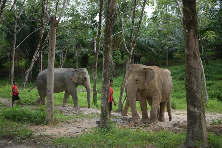 Phuket: Ethical Elephant Sanctuary Interactive Tour Ticket & Shared Transfer from Phuket Hotels