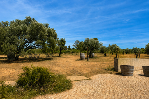 Lagos: Wine Tasting Experience at Local Winery