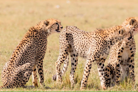 4 days Tsavo East, Amboseli and saltlick lodge safari