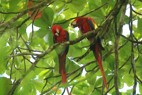 Uvita: Corcovado National Park Day Trip with Boat Ride