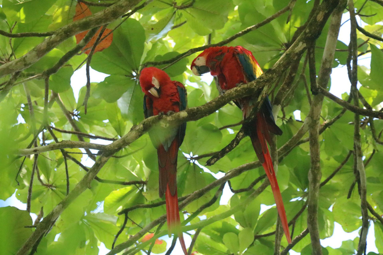 Uvita: Corcovado National Park Day Trip with Boat Ride