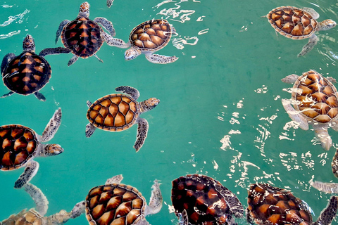 Khao Lak: Jangada de Bambu, ATV e Tour Particular das Tartarugas MarinhasKhao Lak: Tour particular com jangada de bambu, ATV e tartarugas marinhas