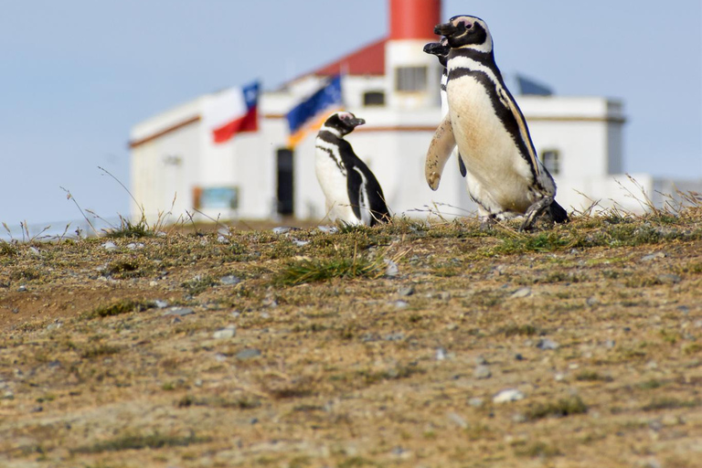 Punta Arenas: Walk with Penguins on Magdalena & Marta Island Tour from Punta Arenas