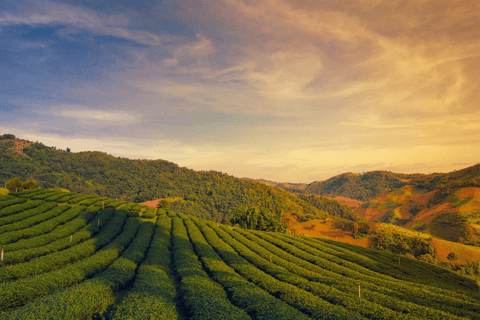 Chiang Mai: Excursão às plantações de chá de Chiang Rai e Doi Mae Salong