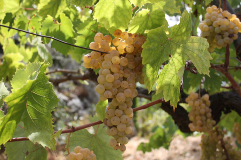 Da Napoli: Tour di Pompei e degustazione di vini con pranzo