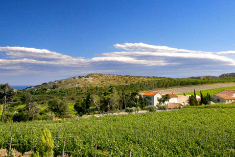 Visita guiada a la finca y cata de 3 vinos