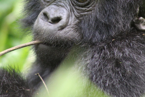 1 Dag Gorilla Trek &amp; Karisoke Onderzoekscentrum, Vulkanen NP