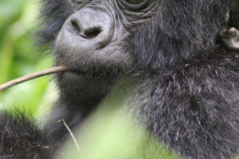 1 Dag Gorilla Trek &amp; Karisoke Onderzoekscentrum, Vulkanen NP