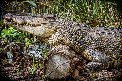 Miami: Everglades Safari Park Airboat Tour