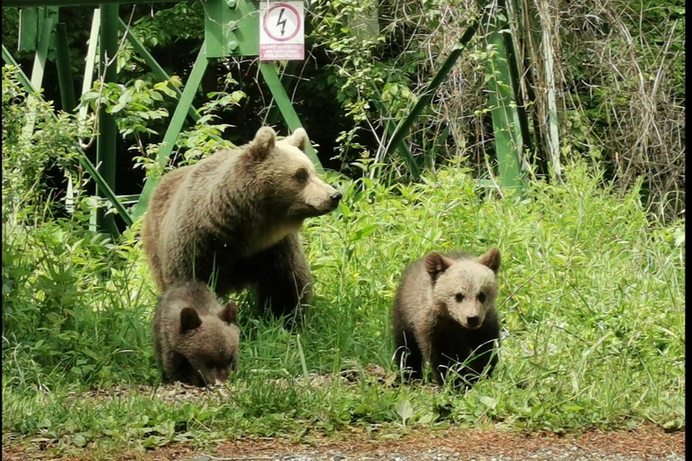 Bucharest: Bear Sanctuary and Dracula's Castle Tour Small Group (max 7) - tour in English entry tichets included