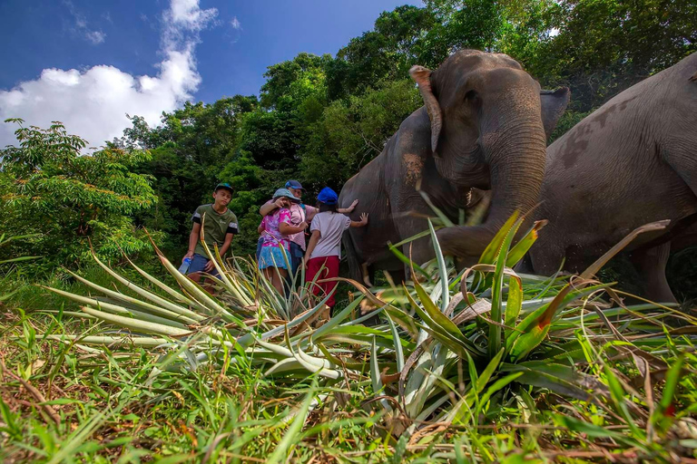 Phuket: Spaziergang und Fütterung von ethischen Elefanten im Naturpark