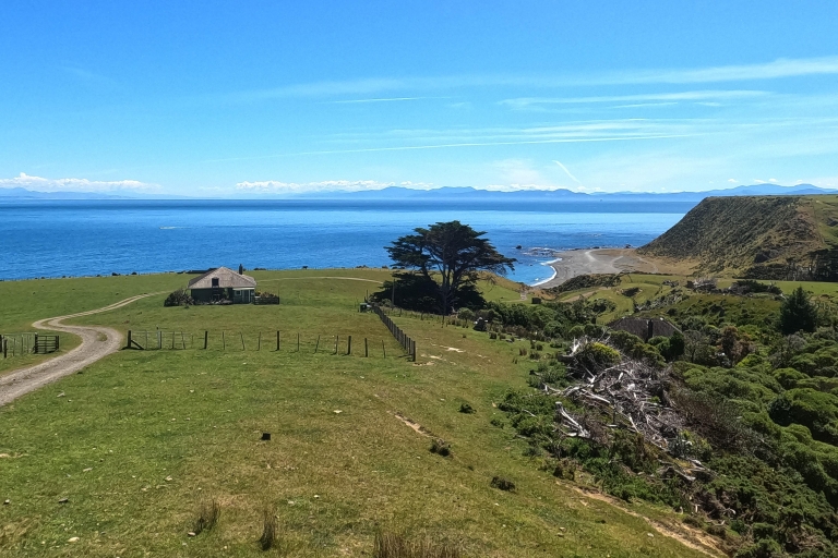 Wellington : Safari d'une demi-journée sur la côte des phoquesSafari sur la côte des phoques à Wellington (matin)