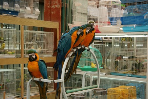 Doha: Private Städtetour mit Souk Waqif &amp; Katara VillageDoha: Private Stadtrundfahrt mit Souk Waqif &amp; Katara Village