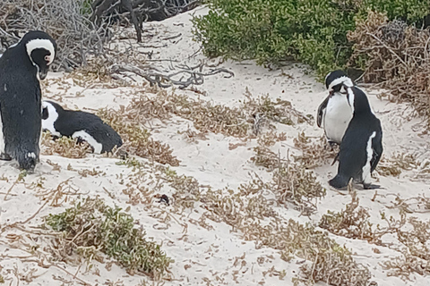 Cape Town: Hermanus whale watching, stony penguin and wine
