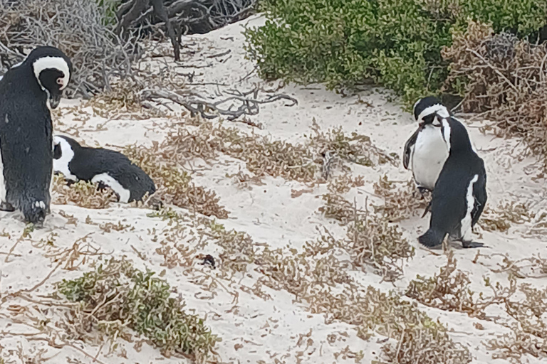 Cape Town: Hermanus whale watching, stony penguin and wine