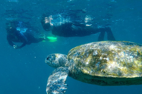 Gold Coast: Whales, Dolphins & Snorkelling with Turtles