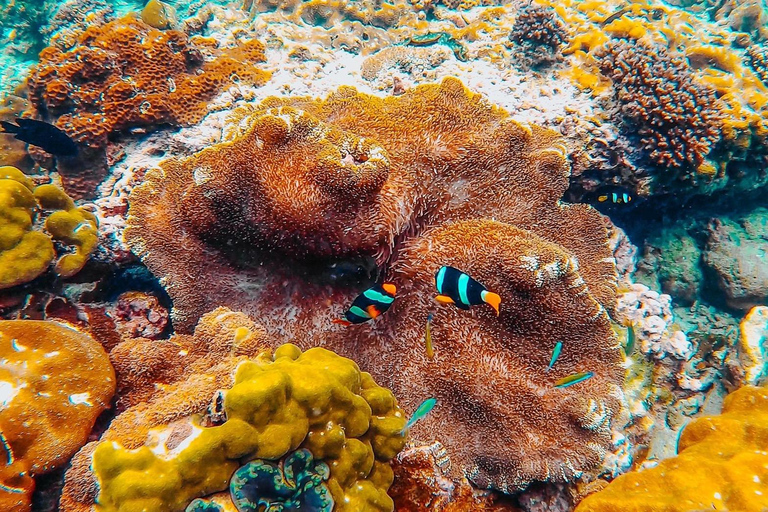 Phuket: rejs po wyspach Phi Phi klasą Gold i nurkowanieOdbiór z hotelu w Kata, Karon Beach, Patong i mieście Phuket