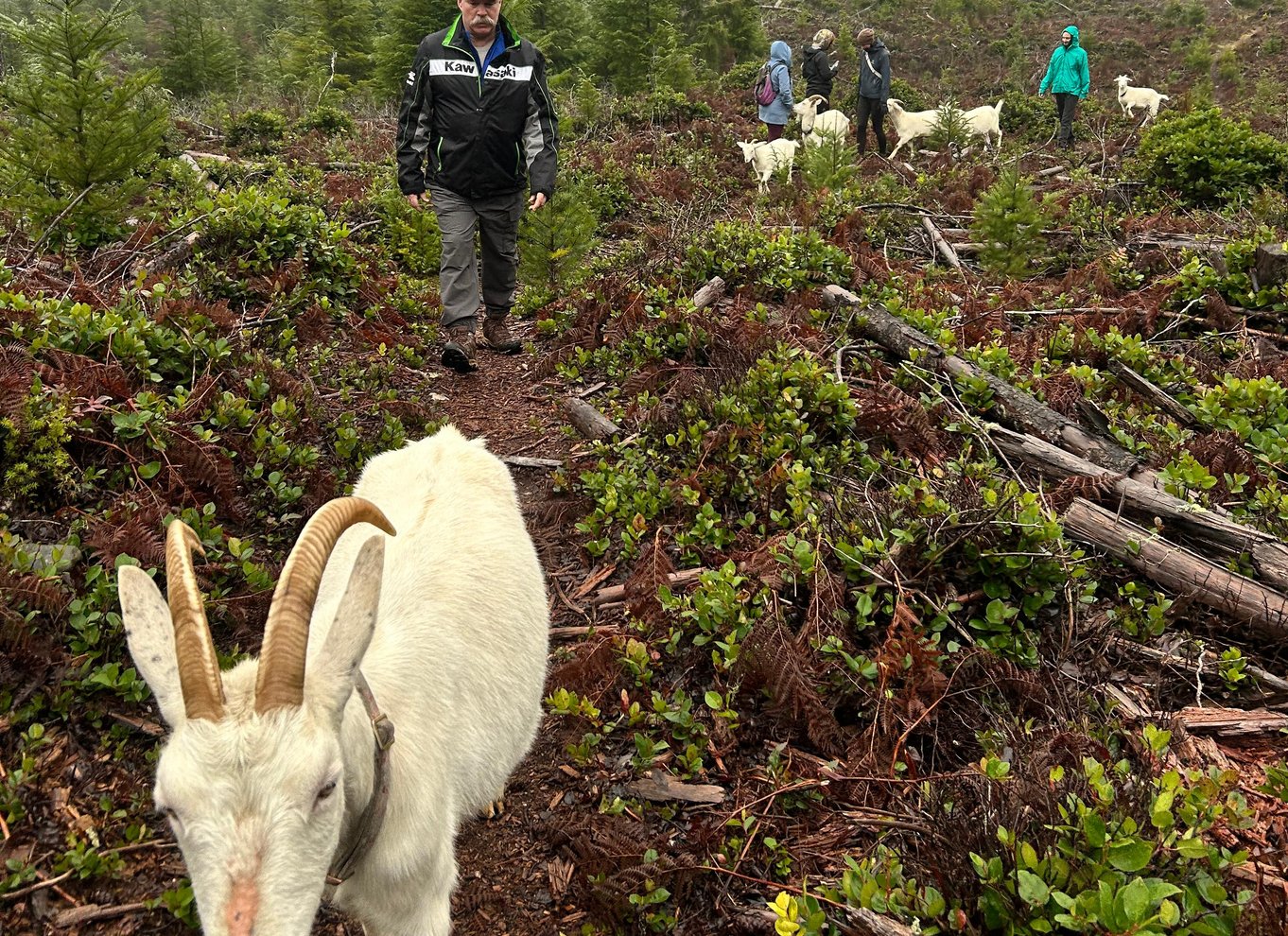 Gede-vandretur på Maple Heart Ranch