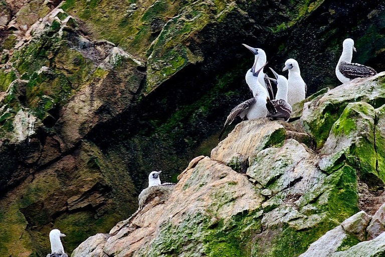 From Lima: Full Day Private All Inclusive Paracas, Ica.