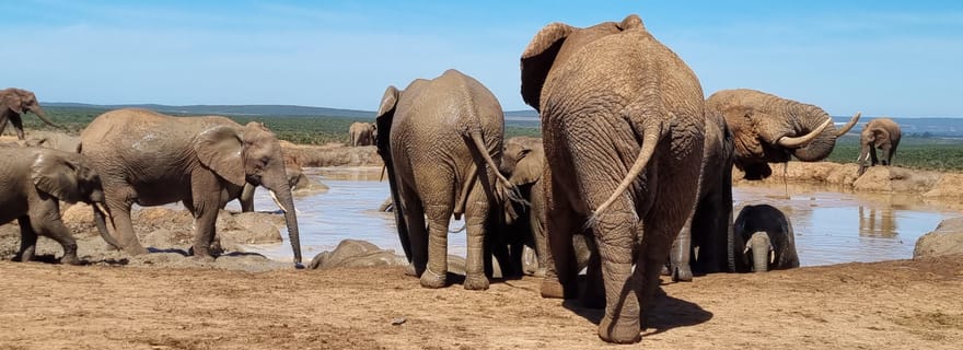 Parc national des éléphants d'Addo : excursion privée d'une demi-journée (véhicule 4x4 ouvert)